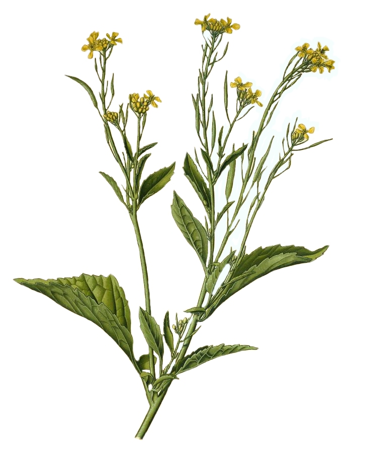 Mustard, Wikimedia Commons